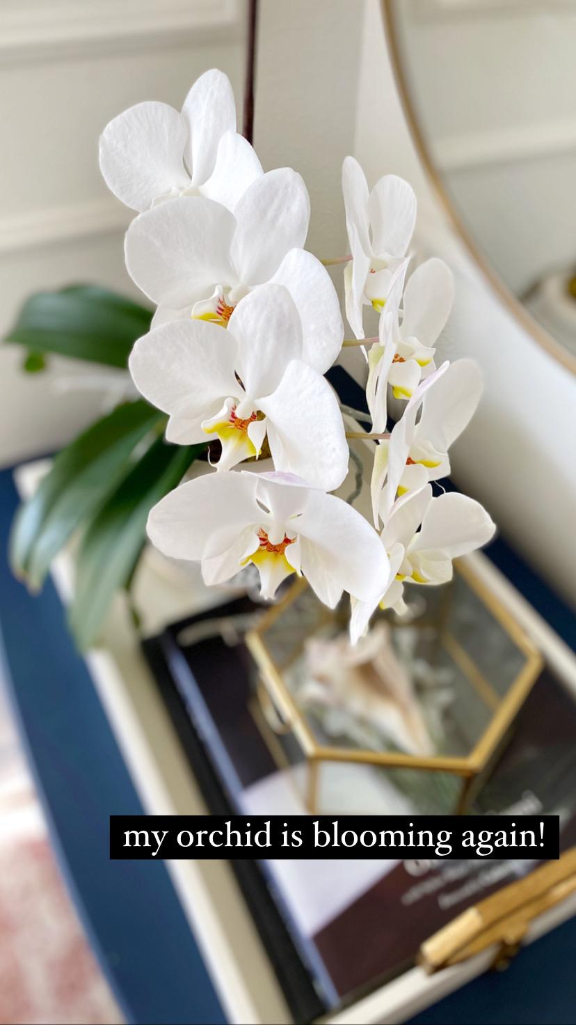 Easy Orchid Care Tips (and how to get them to bloom again!)