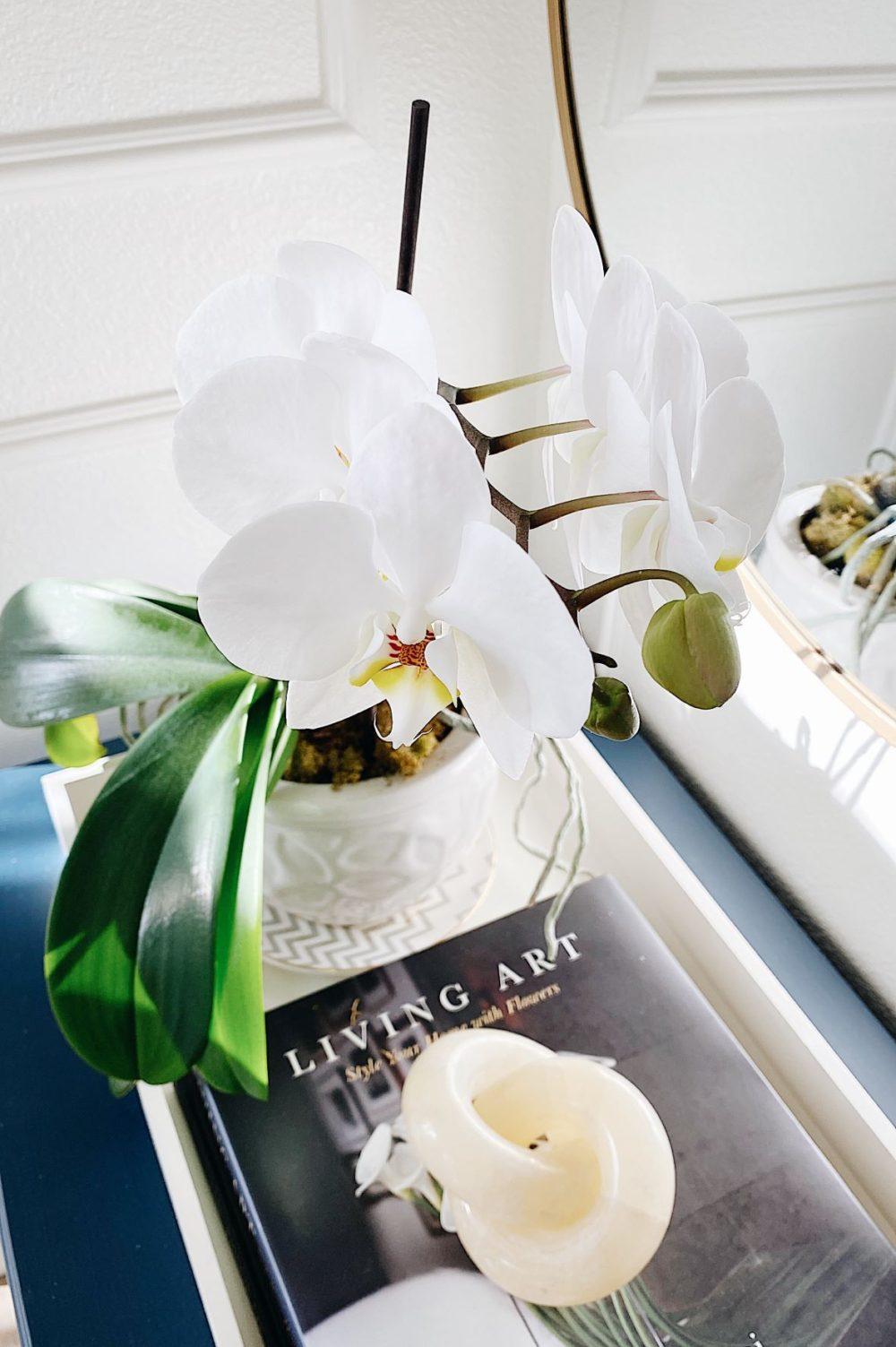 Easy Orchid Care Tips (and How To Get Them To Bloom Again!)