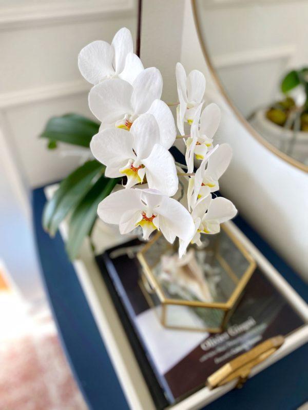 How to care for orchids after they bloom - jane at home