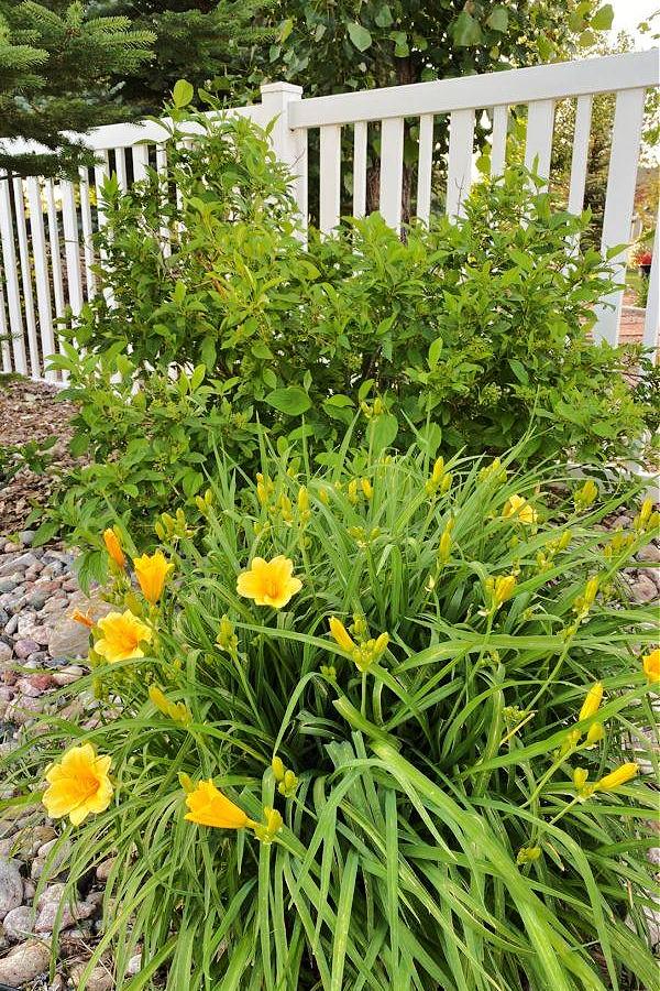 Plant and ground cover ideas for landscaping borders - jane at home